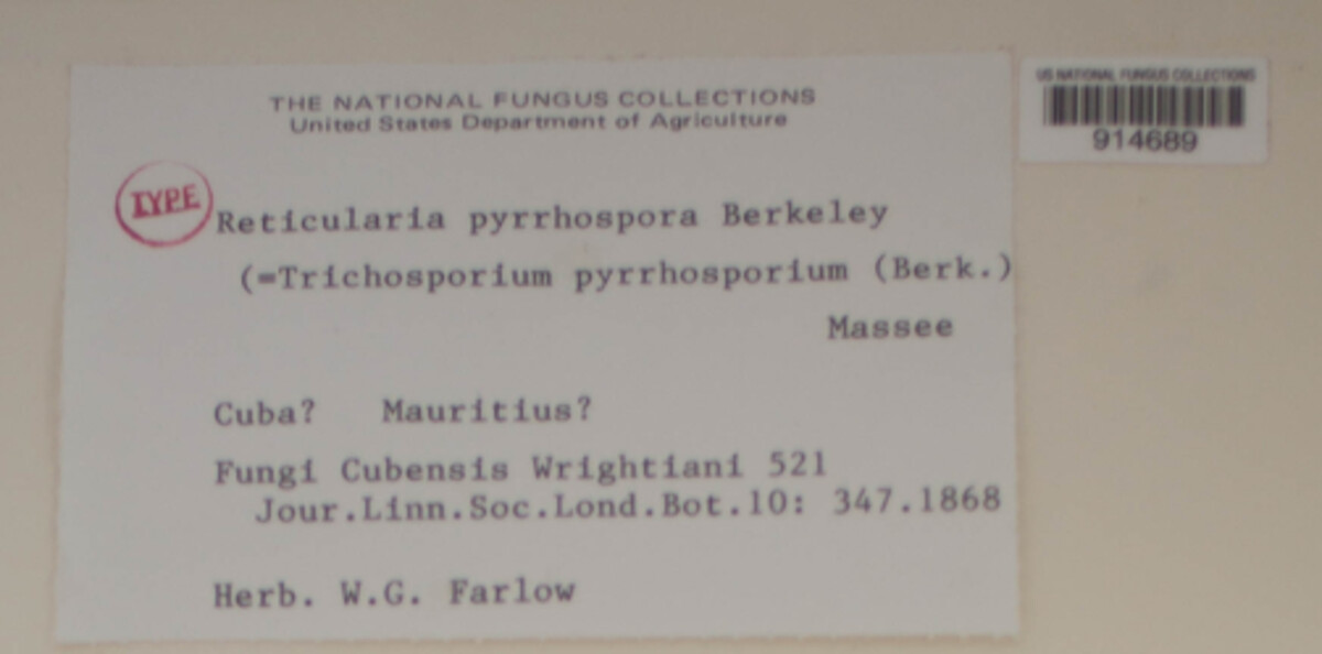 Reticularia pyrrhospora image